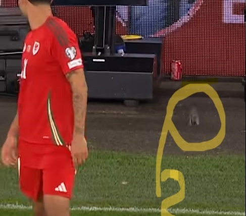 Anche i topi giocano a calcio