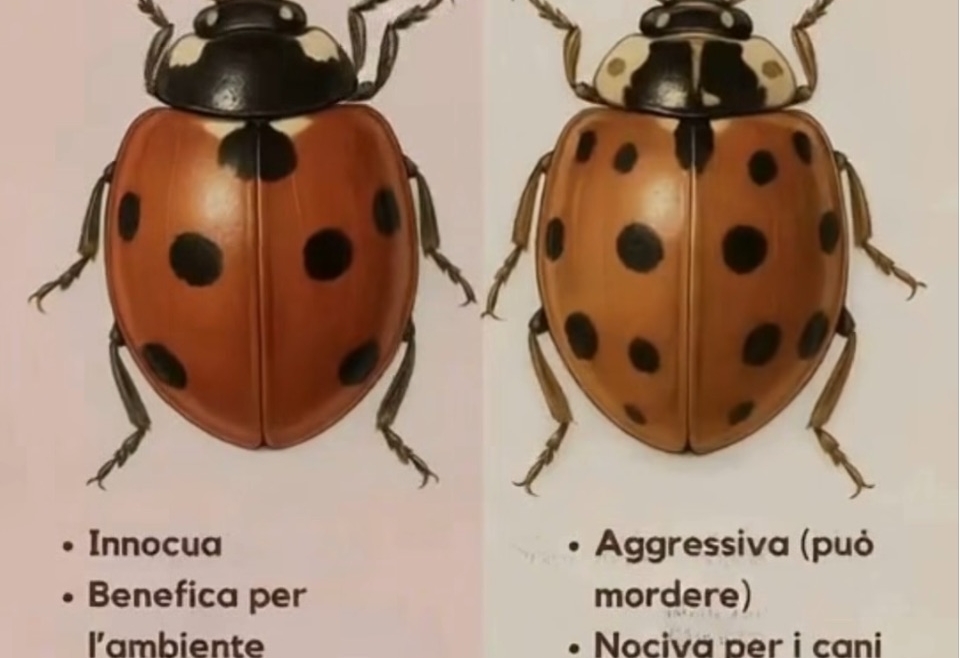 C’è coccinella e … coccinella