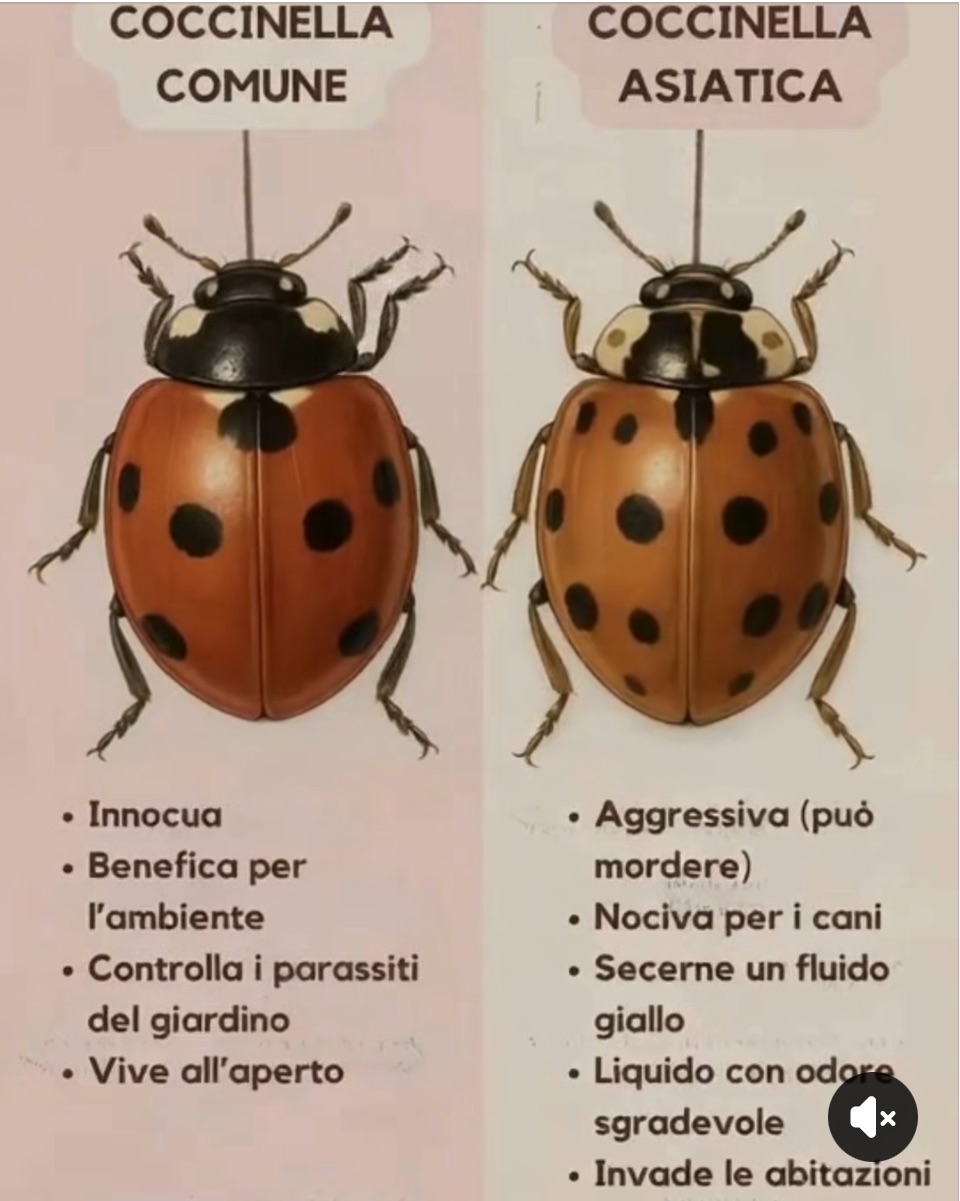 C’è coccinella e … coccinella