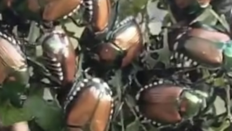 Attenzione alla raccolta