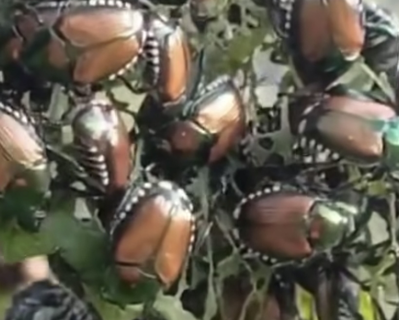 Attenzione alla raccolta