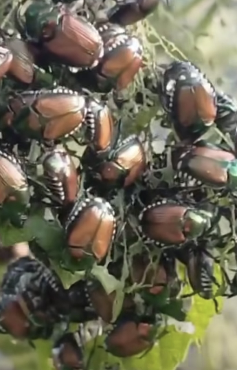 Attenzione alla raccolta